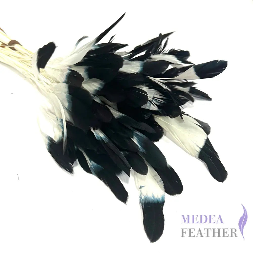 20cm Gradient Dyed Coque Feather - Pack of 5