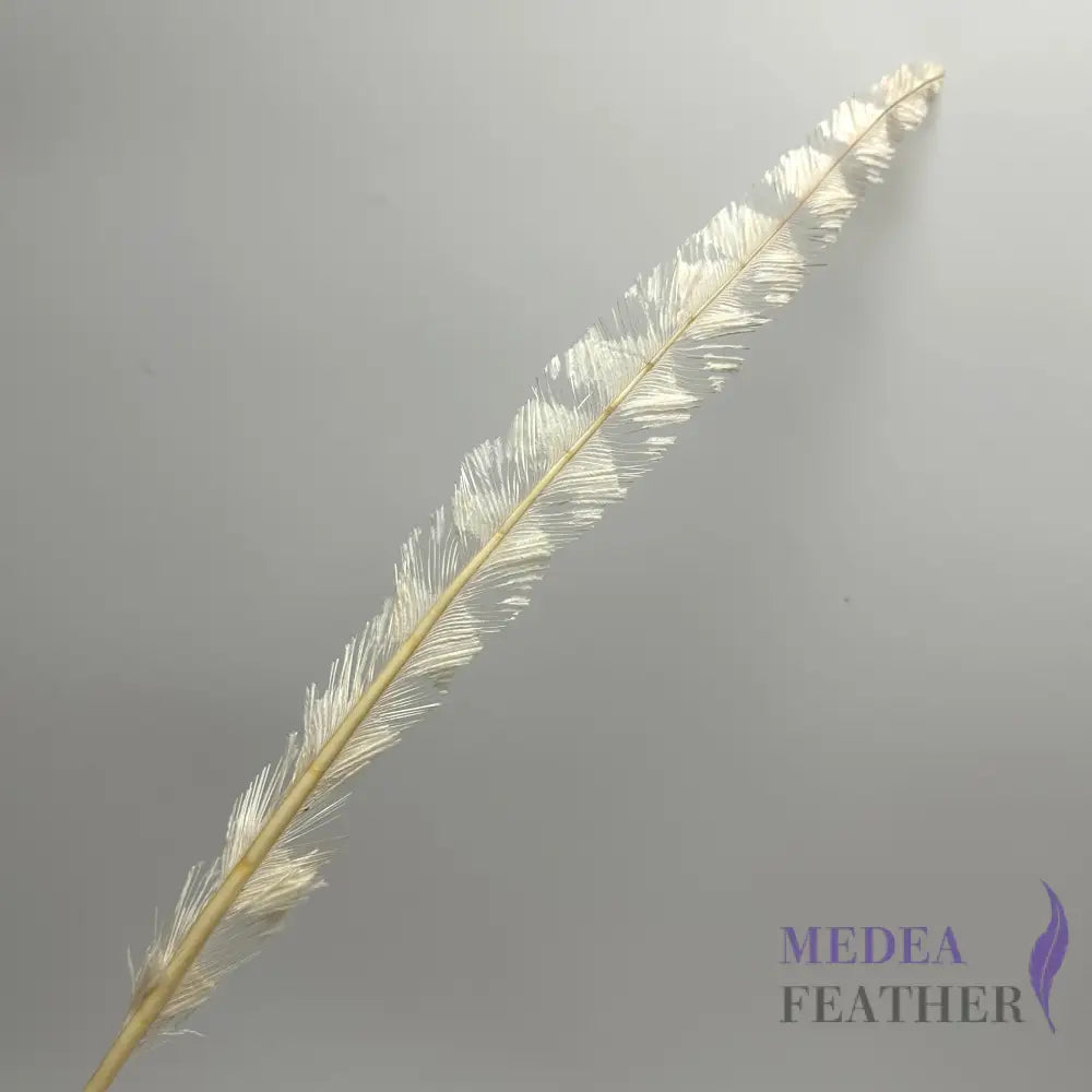 50cm Burnt Stripped Ostrich Feather #01 Ivory
