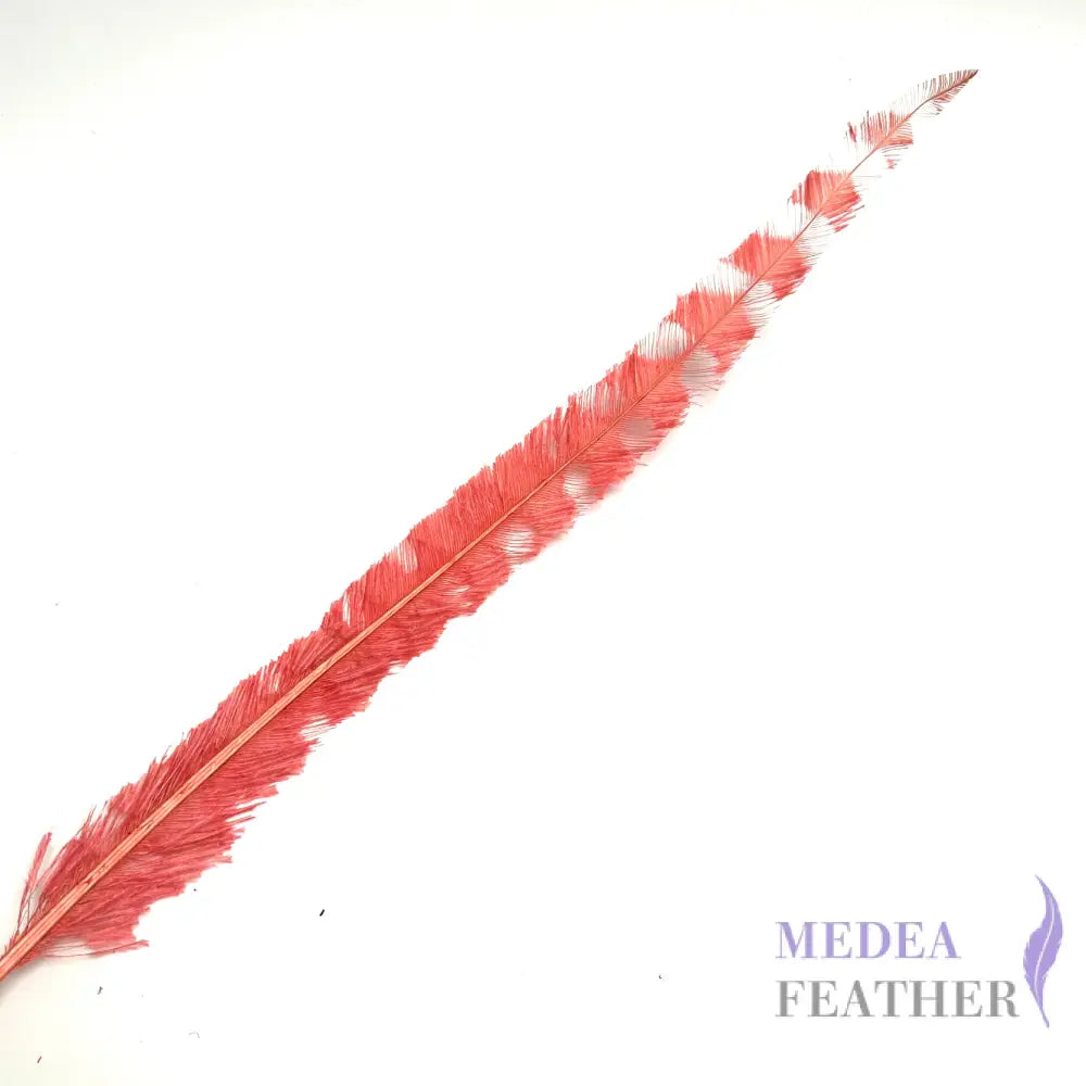 50cm Burnt Stripped Ostrich Feather #30 coral