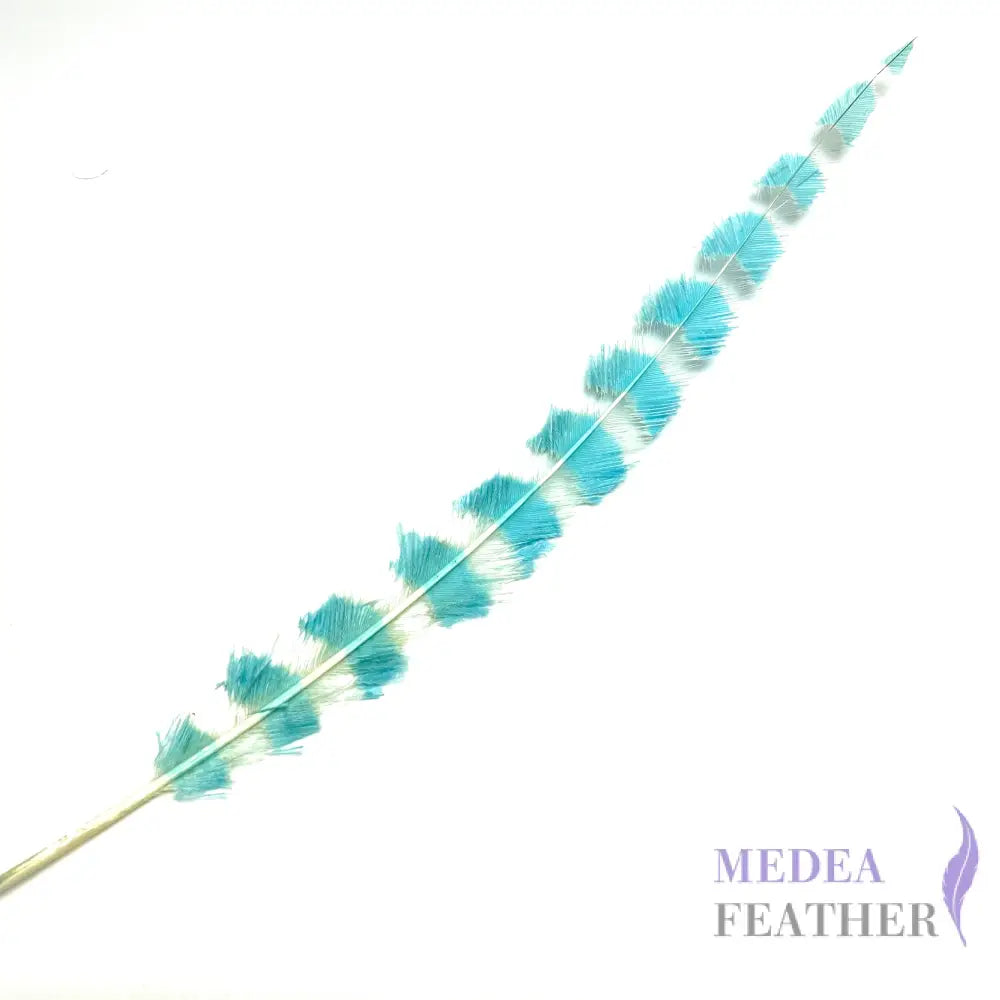 50cm Burnt Stripped Ostrich Feather Aqua