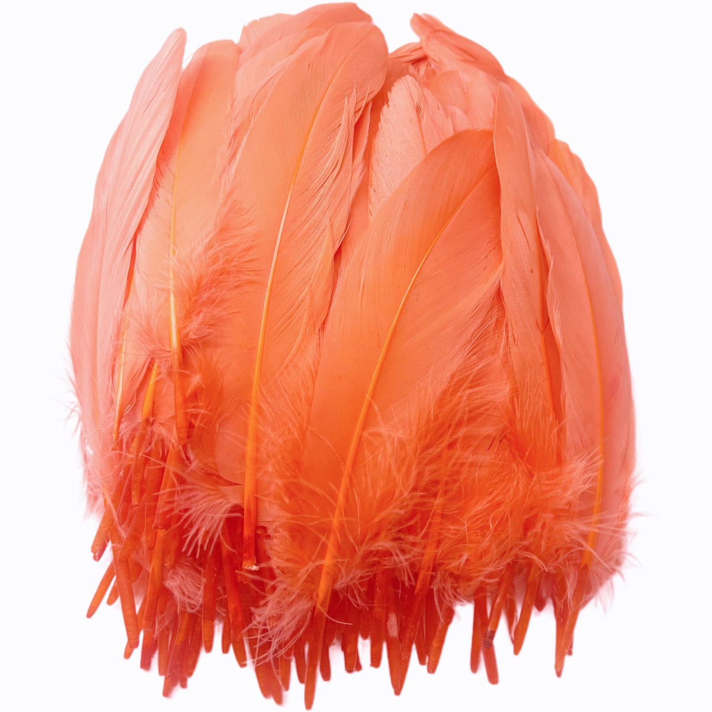 Hard Goose Feather-Pack of 50 SFGOOSE02