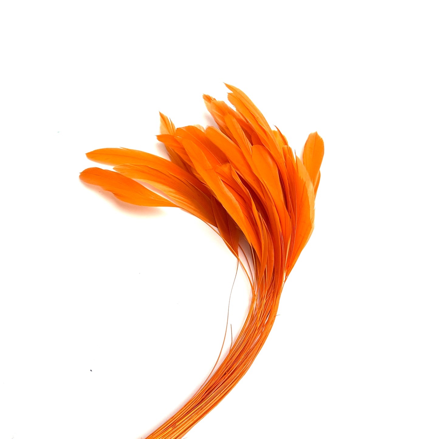25cm Stripped Coque Feathers - Pack of 10