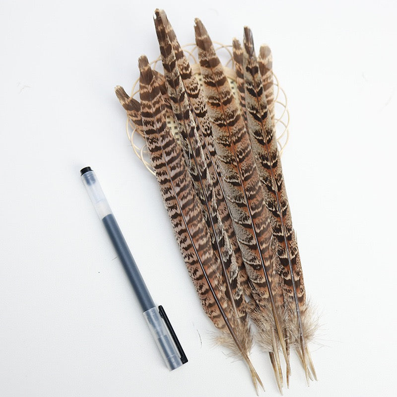 Female Ringneck Pheasant Tails-Pack of 10 SF020