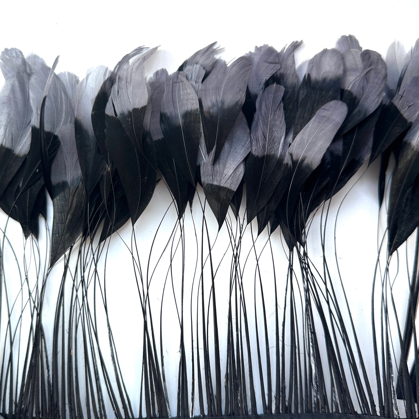 Two colour Coque Feather Trim