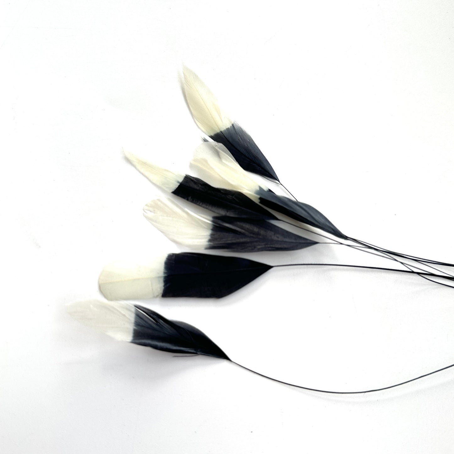 Special Two Tone Dyed Teardrop Coque Feather