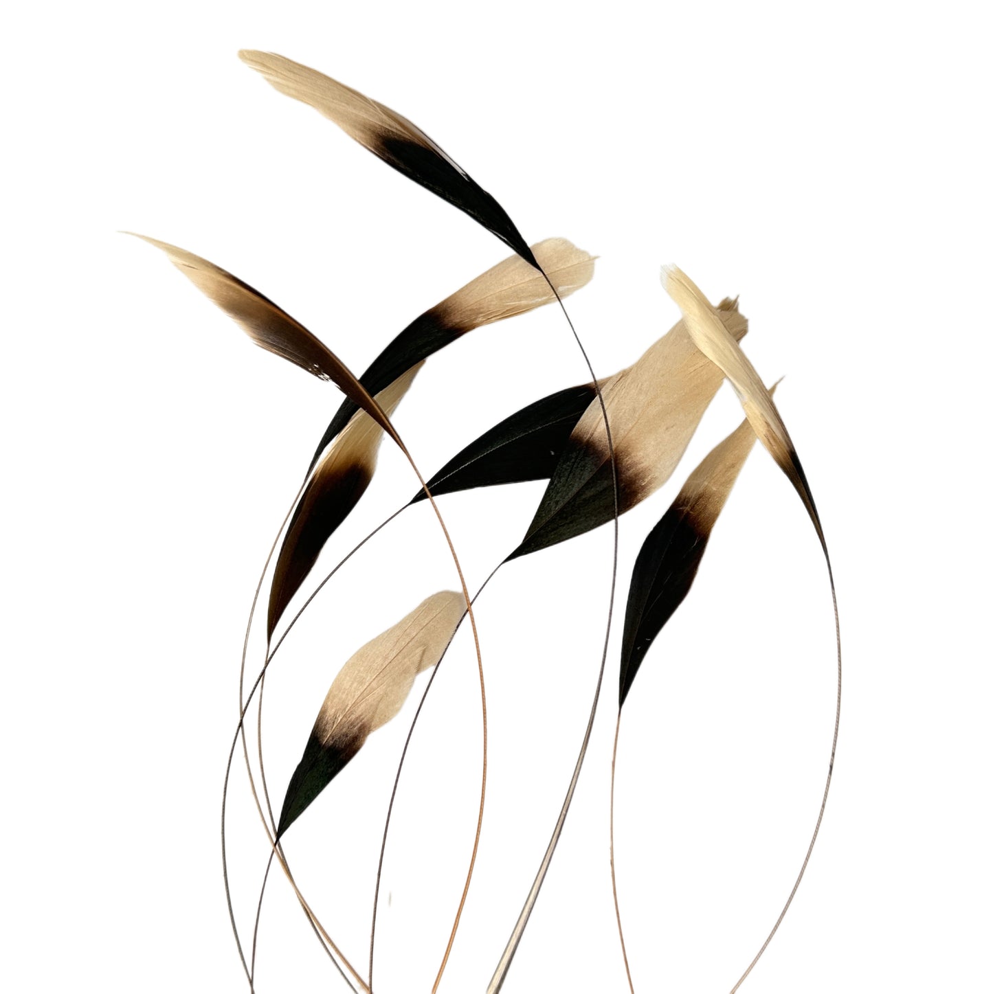 20cm Gradient Dyed Coque Feather - Pack of 10 SF011