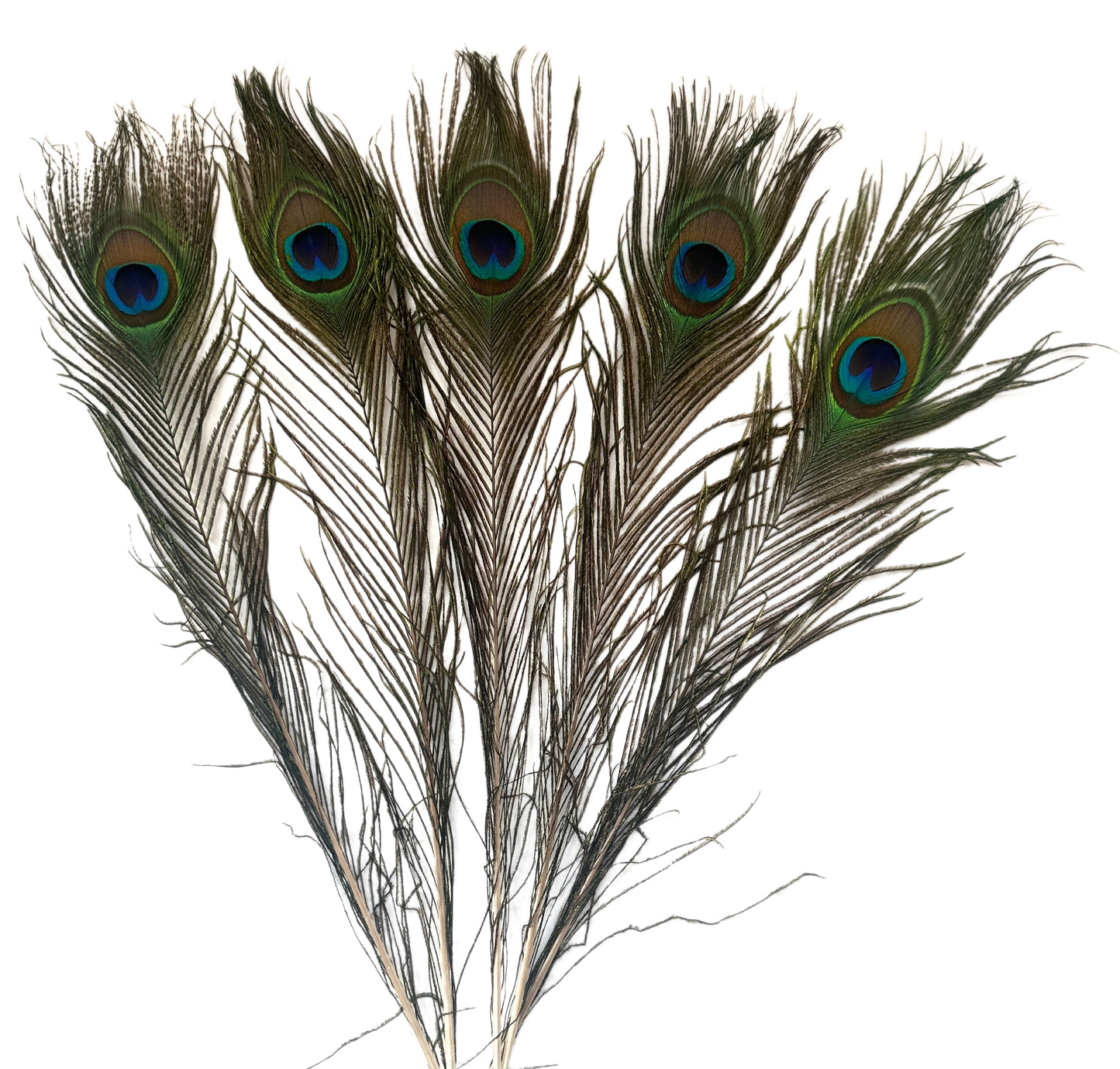 30cm Natural Peacock Eye Feather