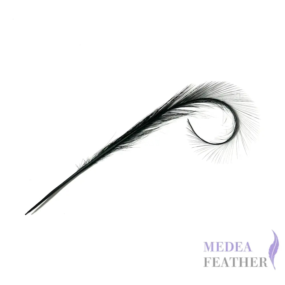 Burnt Curled Ringneck Pheasant Feather 1 Piece #03 black