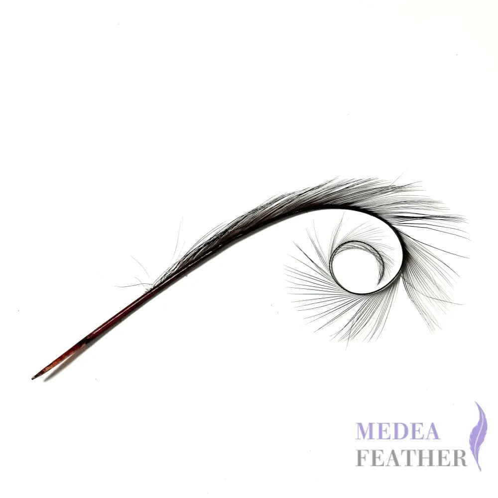 Burnt Curled Ringneck Pheasant Feather 1 Piece #35 raspberry radiance