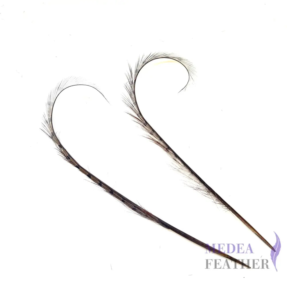 Burnt Curled Ringneck Pheasant Feather 1 Piece SF027 Gray