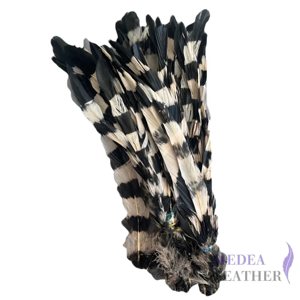 Special Two Tone Dyed Coque Feather -Pack of 10 SFROOSTER10 - Black & Ivory