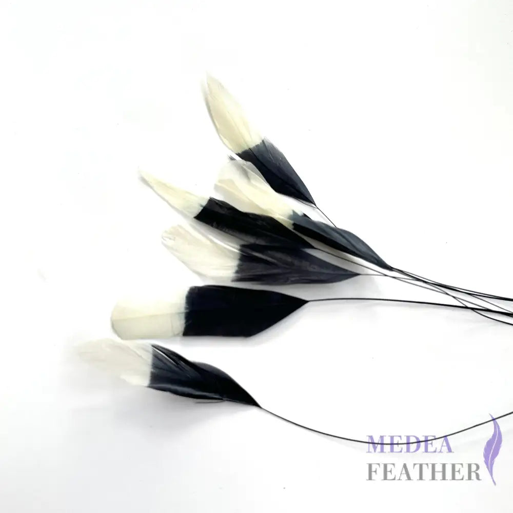 Special Two Tone Dyed Teardrop Coque Feather White Tips and Black