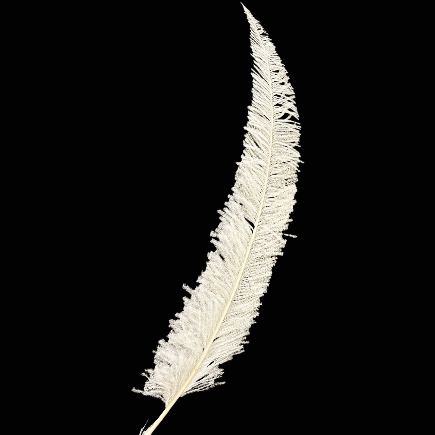 Long Clipped Ostrich Feather Plume 55-60cm