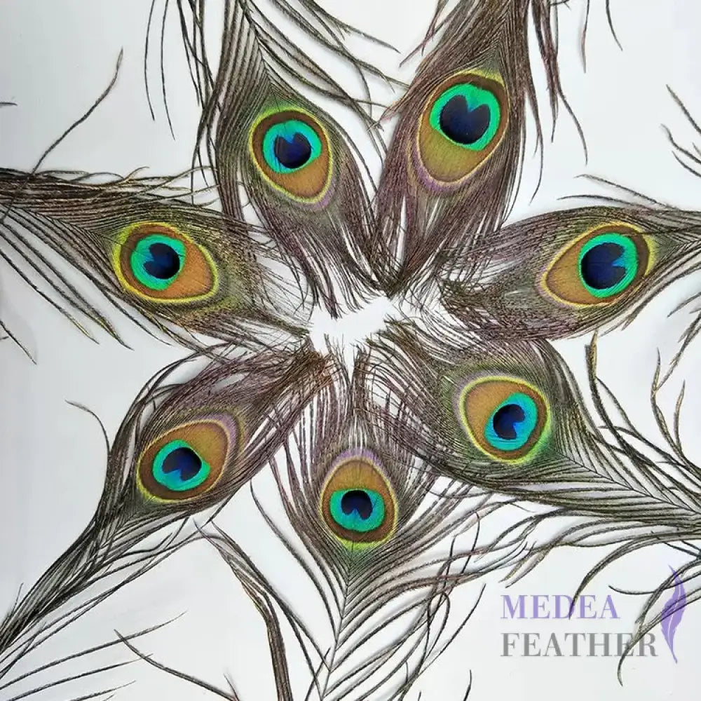25cm Natural Peacock Eye Feather