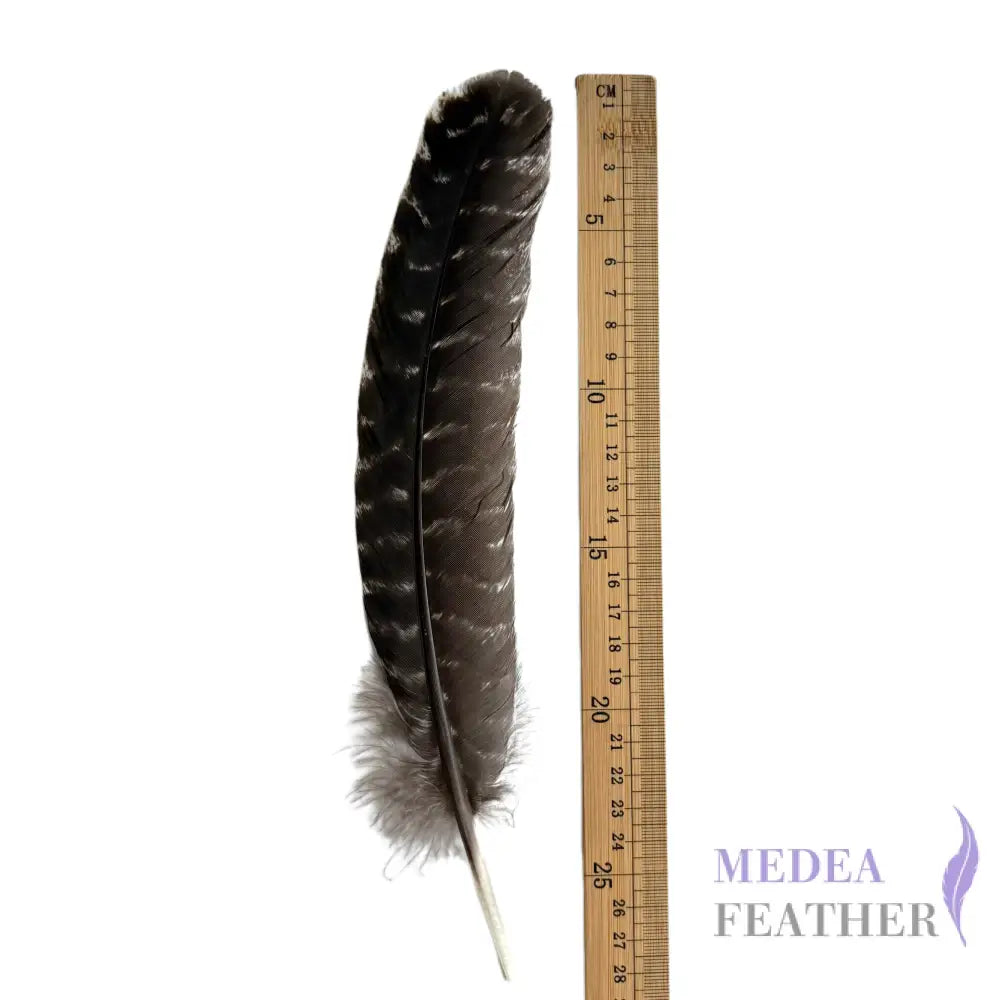 30cm Long Turkey Wing Feathers-Pack of 5