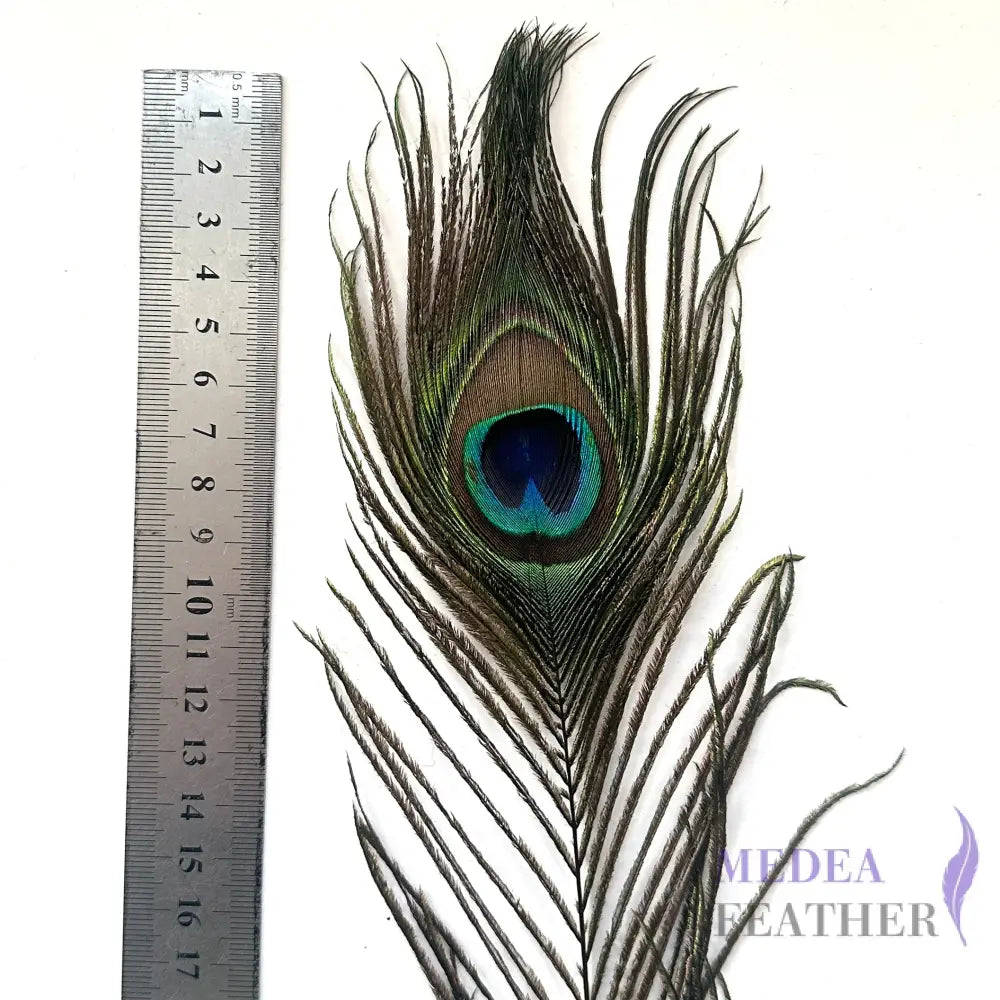 30cm Natural Peacock Eye Feather