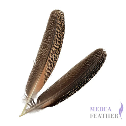 30cm Peacock Wing Feather-Pack of 5