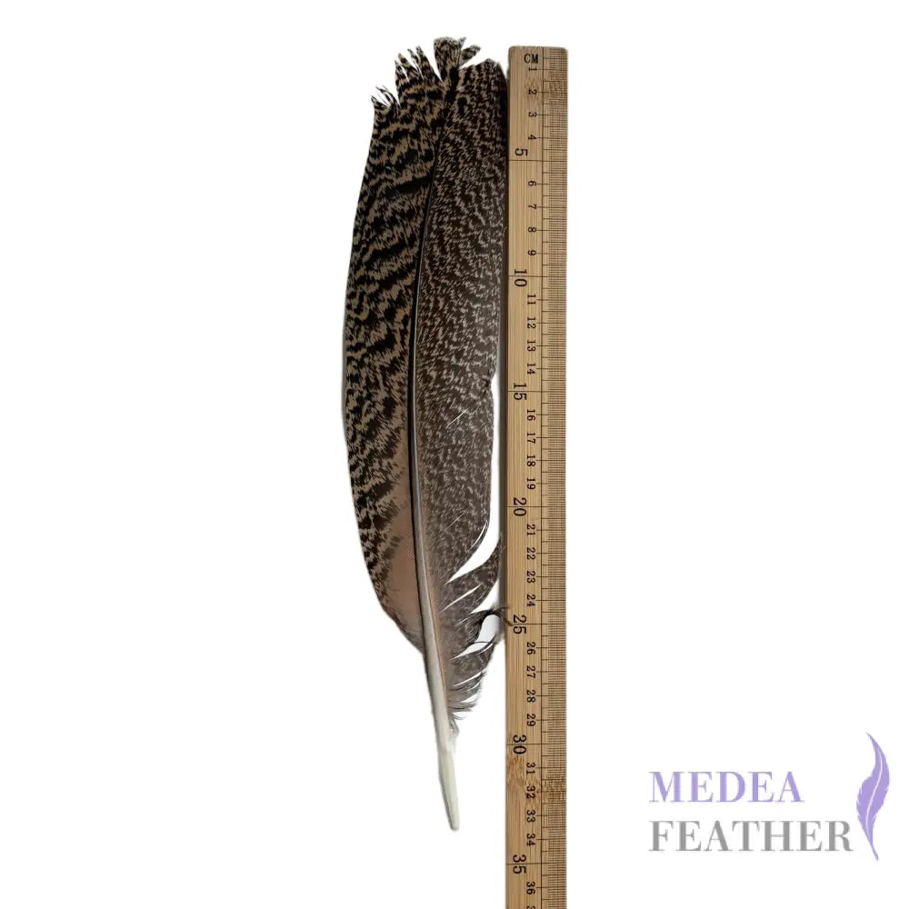 30cm Peacock Wing Feather-Pack of 5
