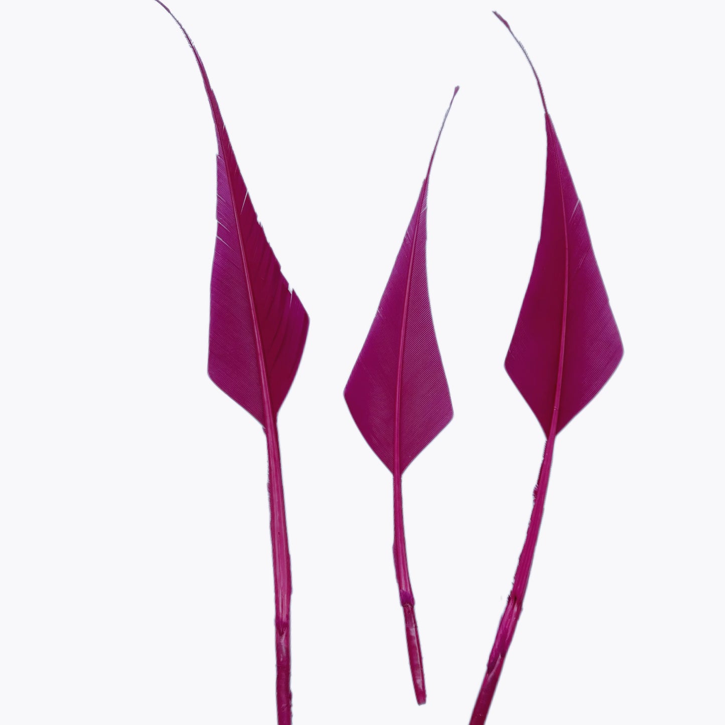 Spiky Hard Goose Feather-Pack of 20