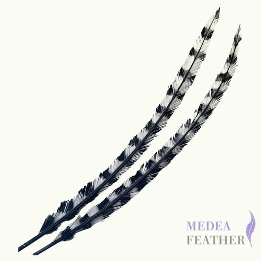 50cm Burnt Stripped Ostrich Feather SF017 - Black