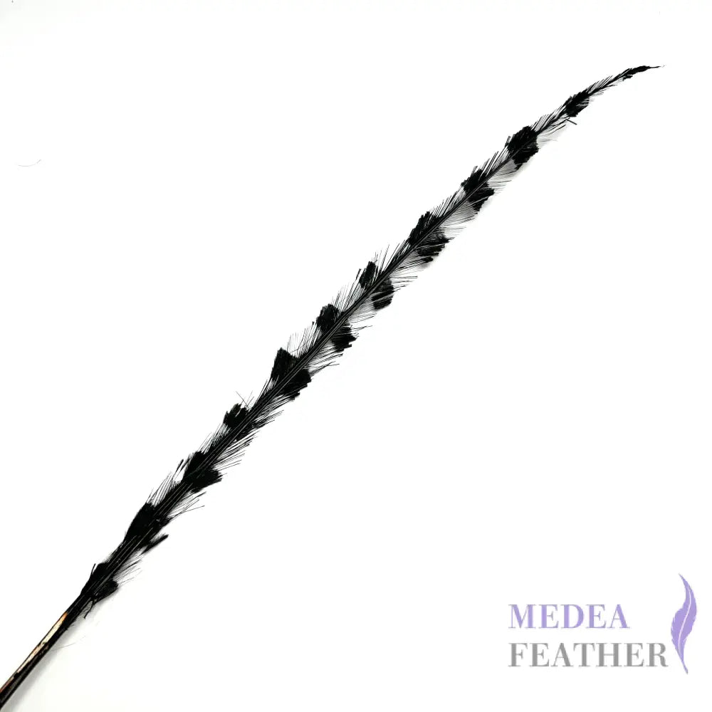 50cm Burnt Stripped Ostrich Feather Black