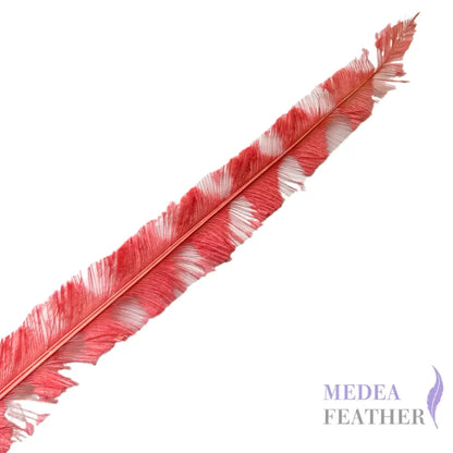 50cm Burnt Stripped Ostrich Feather SF017 - Coral (damaged)