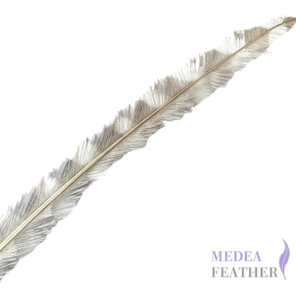 50cm Burnt Stripped Ostrich Feather SF017 - Gray