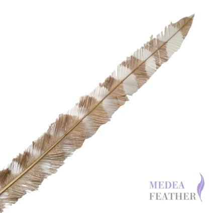 50cm Burnt Stripped Ostrich Feather SF017 - Tint