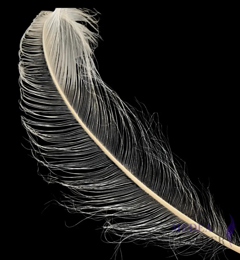 55cm Burnt Ostrich Feather Plume SF018 - White