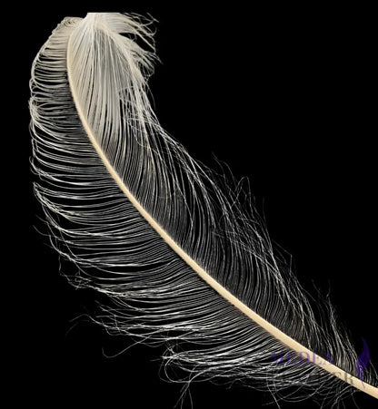 55cm Burnt Ostrich Feather Plume SF018 - White