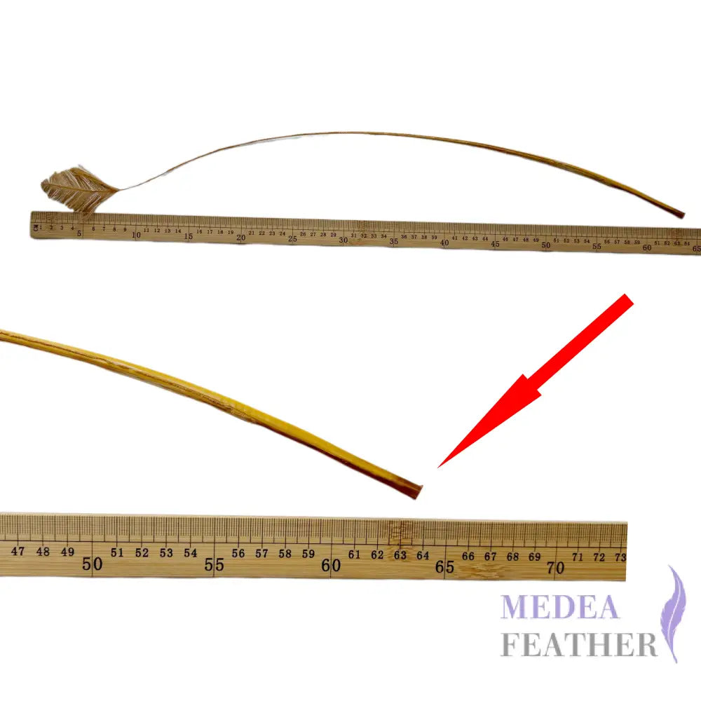 65cm Extra Long Trimmed Ostrich Feather Quill-Pack of 3
