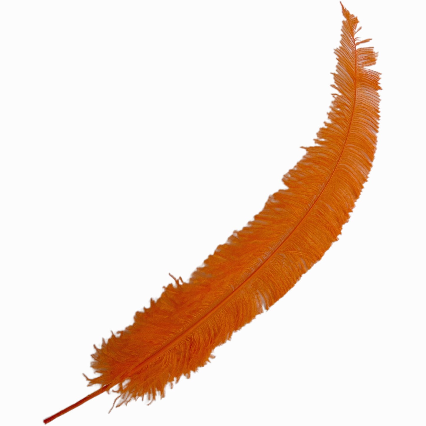Long Clipped Ostrich Feather Plume 55-60cm