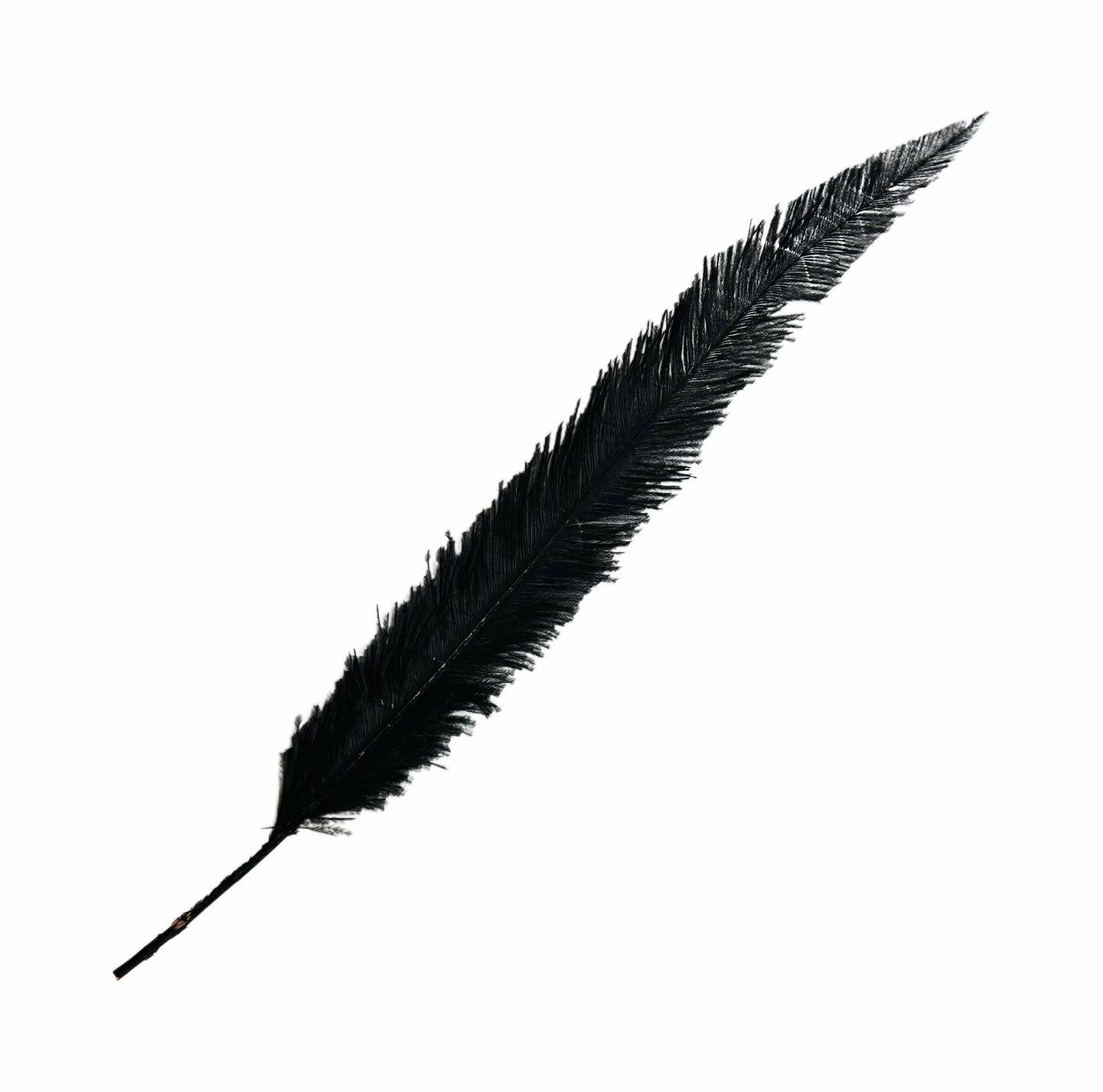 Long Clipped Ostrich Feather Plume 55-60cm