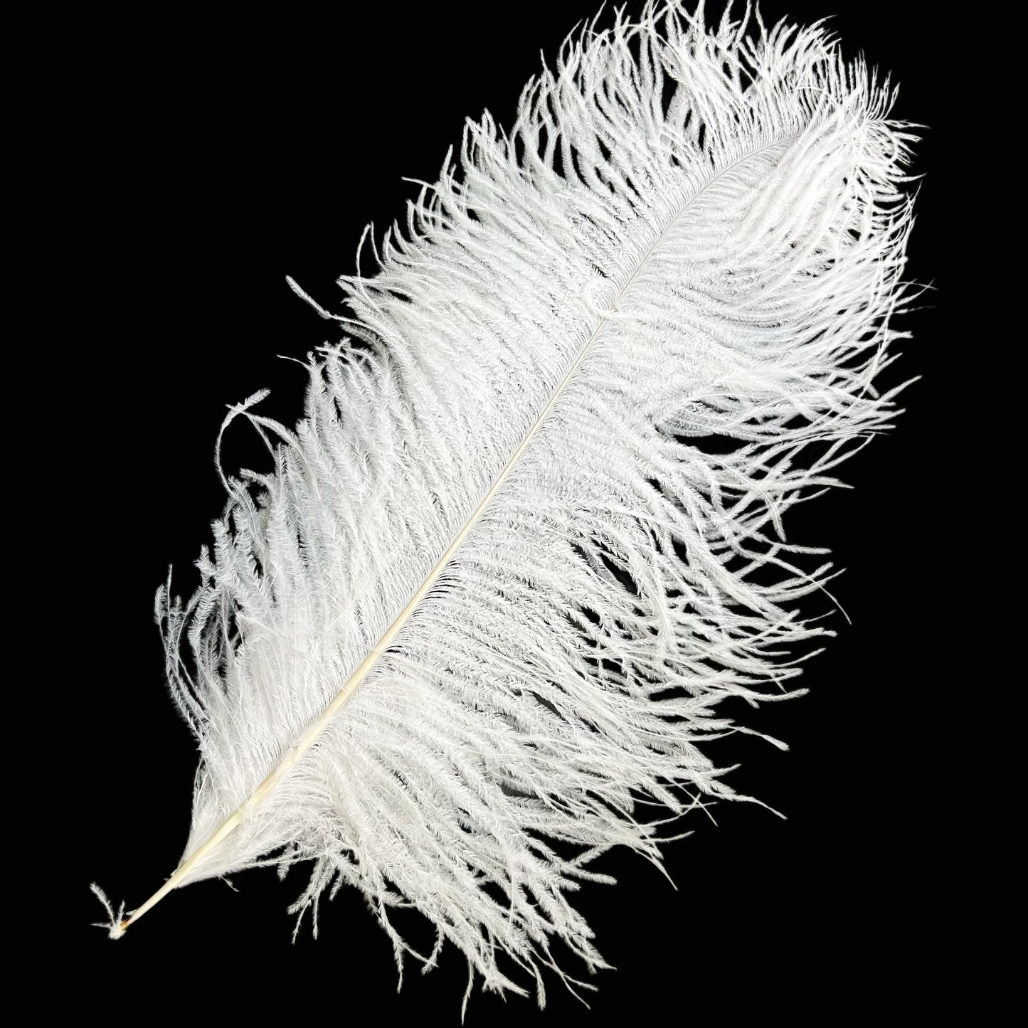 Ostrich Feather Plume 55-60cm