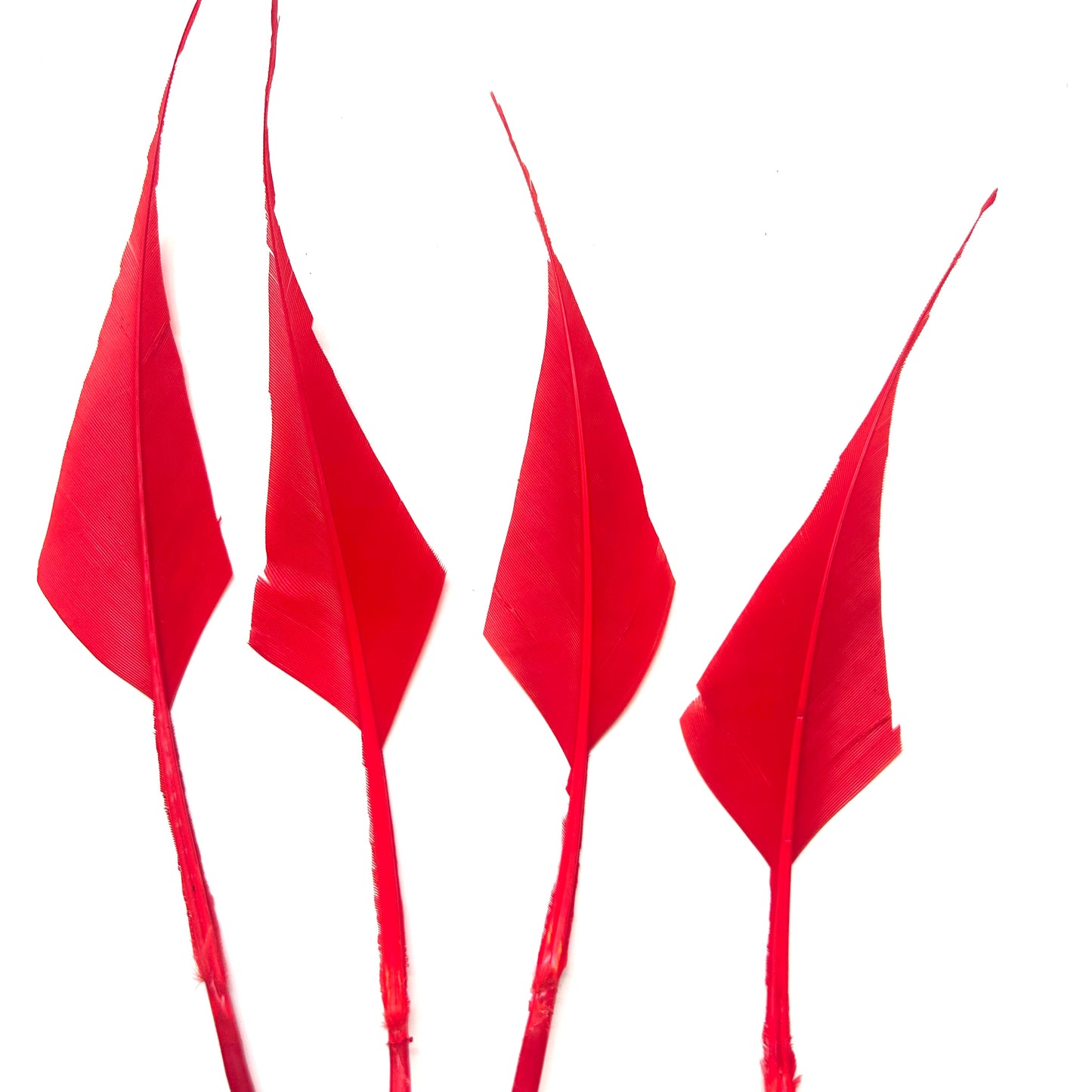 Spiky Hard Goose Feather-Pack of 20