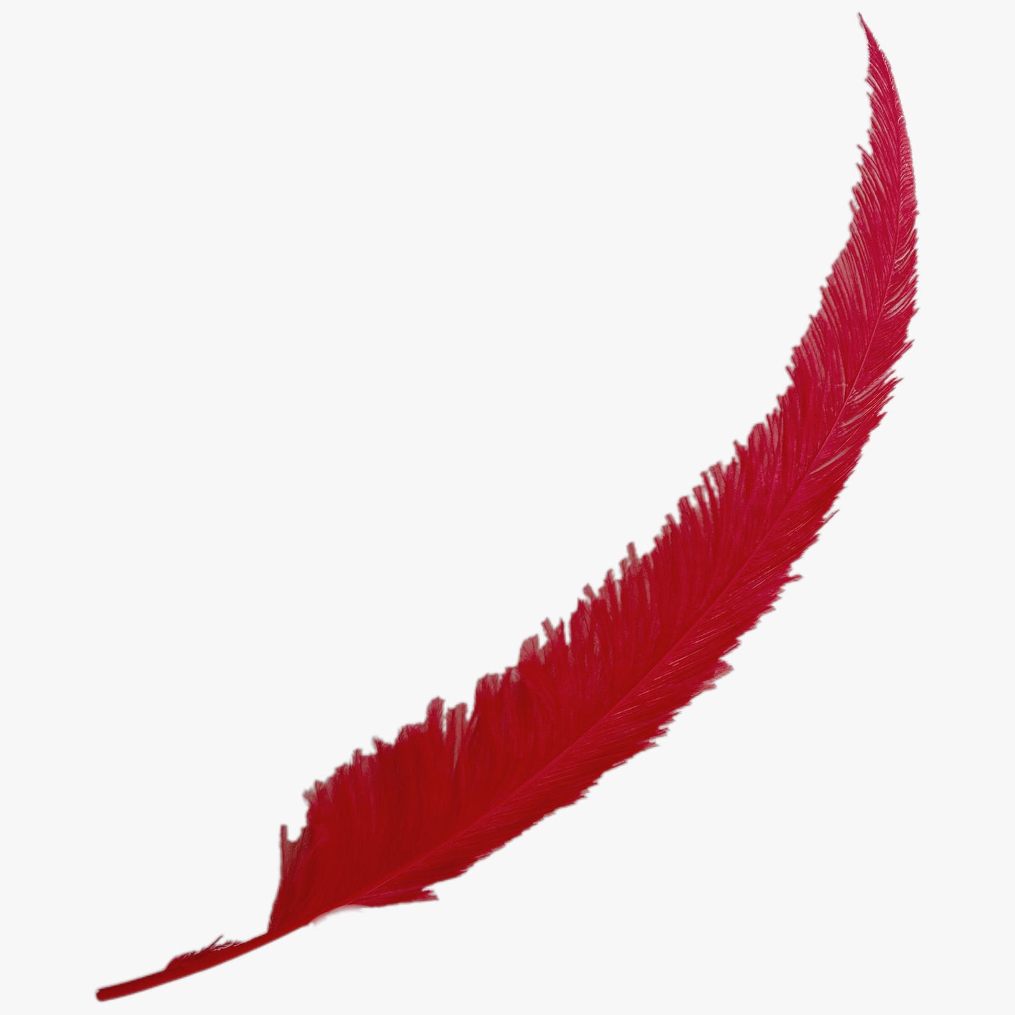 Long Clipped Ostrich Feather Plume 55-60cm