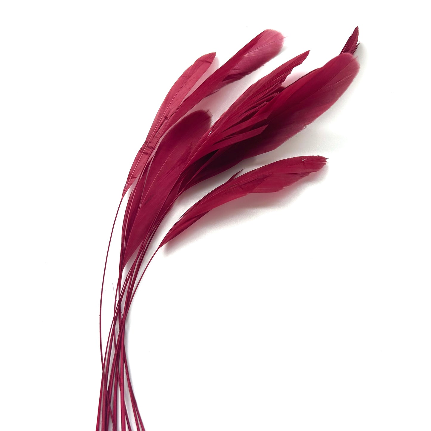 25cm Stripped Coque Feathers - Pack of 10 SFROOSTER01