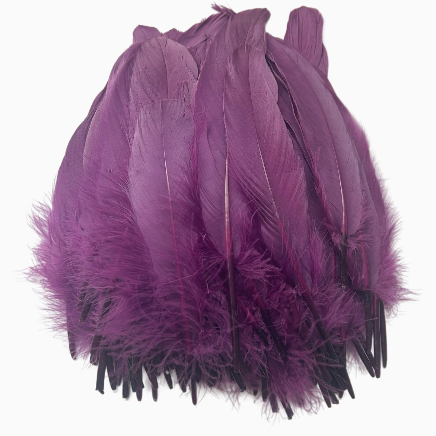 Hard Goose Feather-Pack of 50 SFGOOSE02