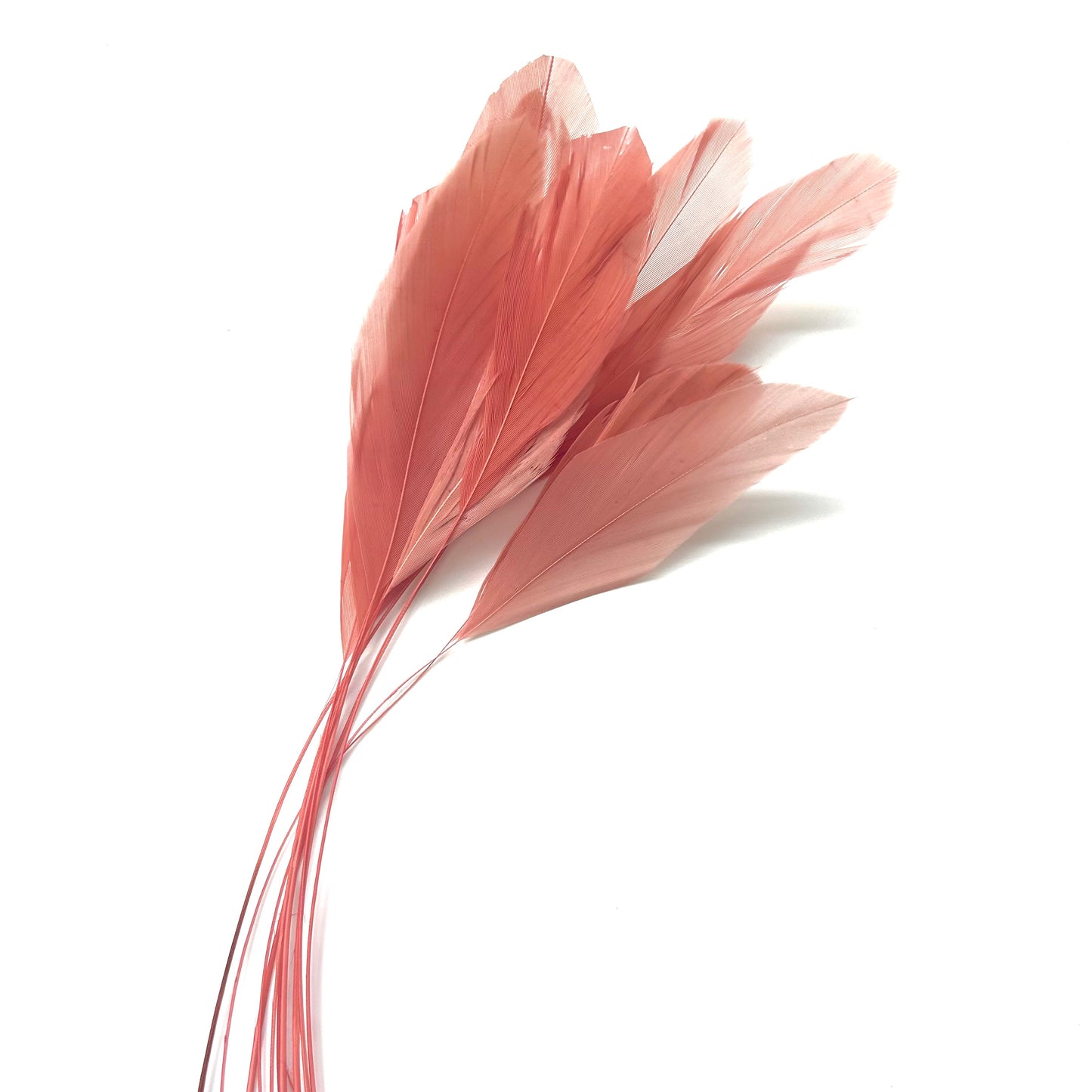 25cm Stripped Coque Feathers - Pack of 10 SFROOSTER01