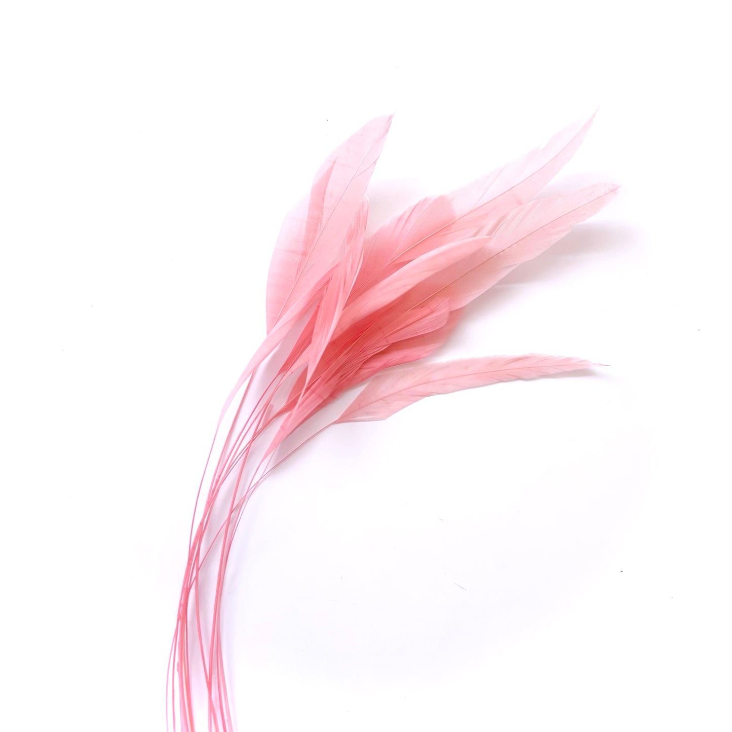 25cm Stripped Coque Feathers - Pack of 10 SFROOSTER01