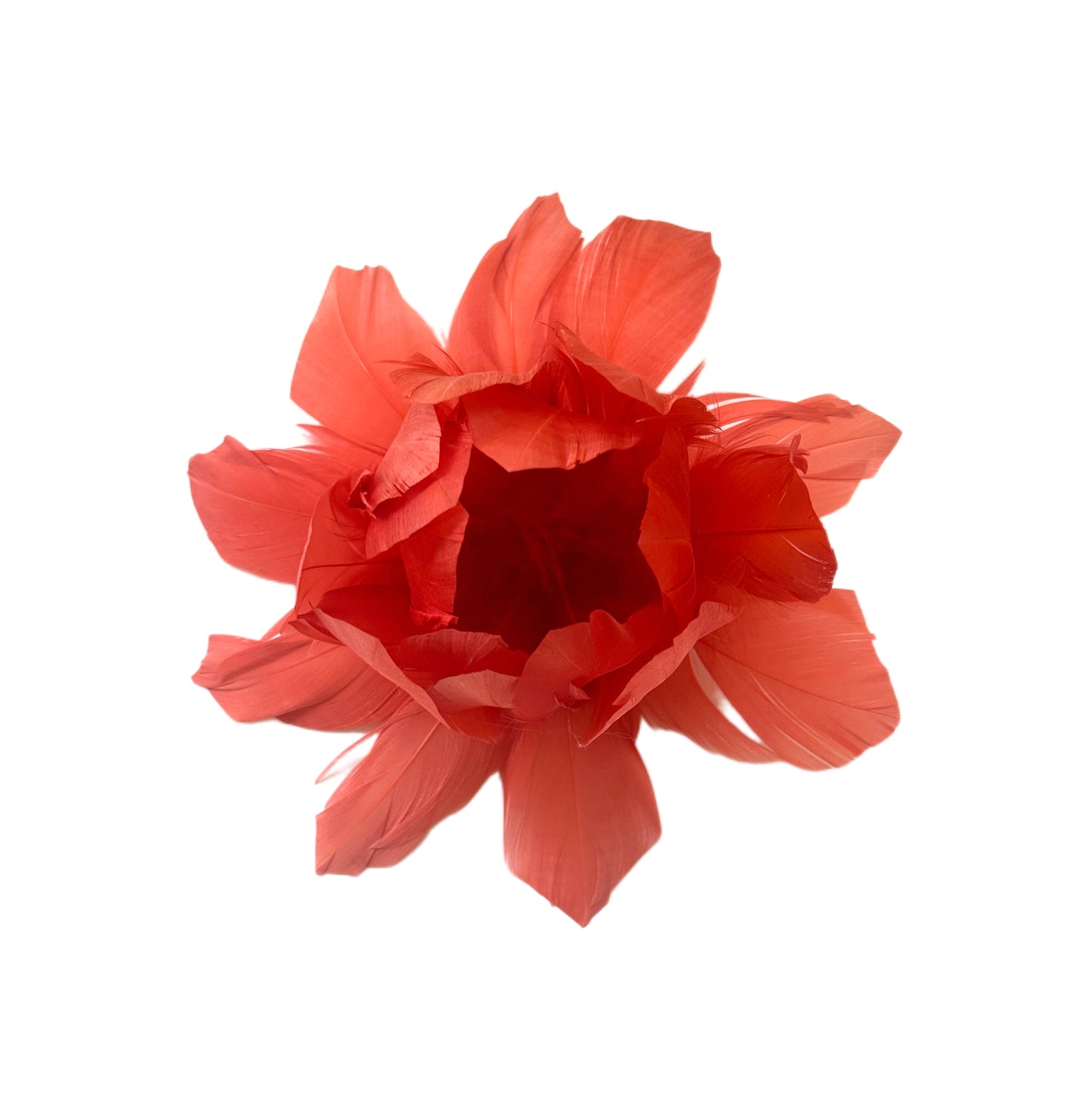 Goose feather flower bloom