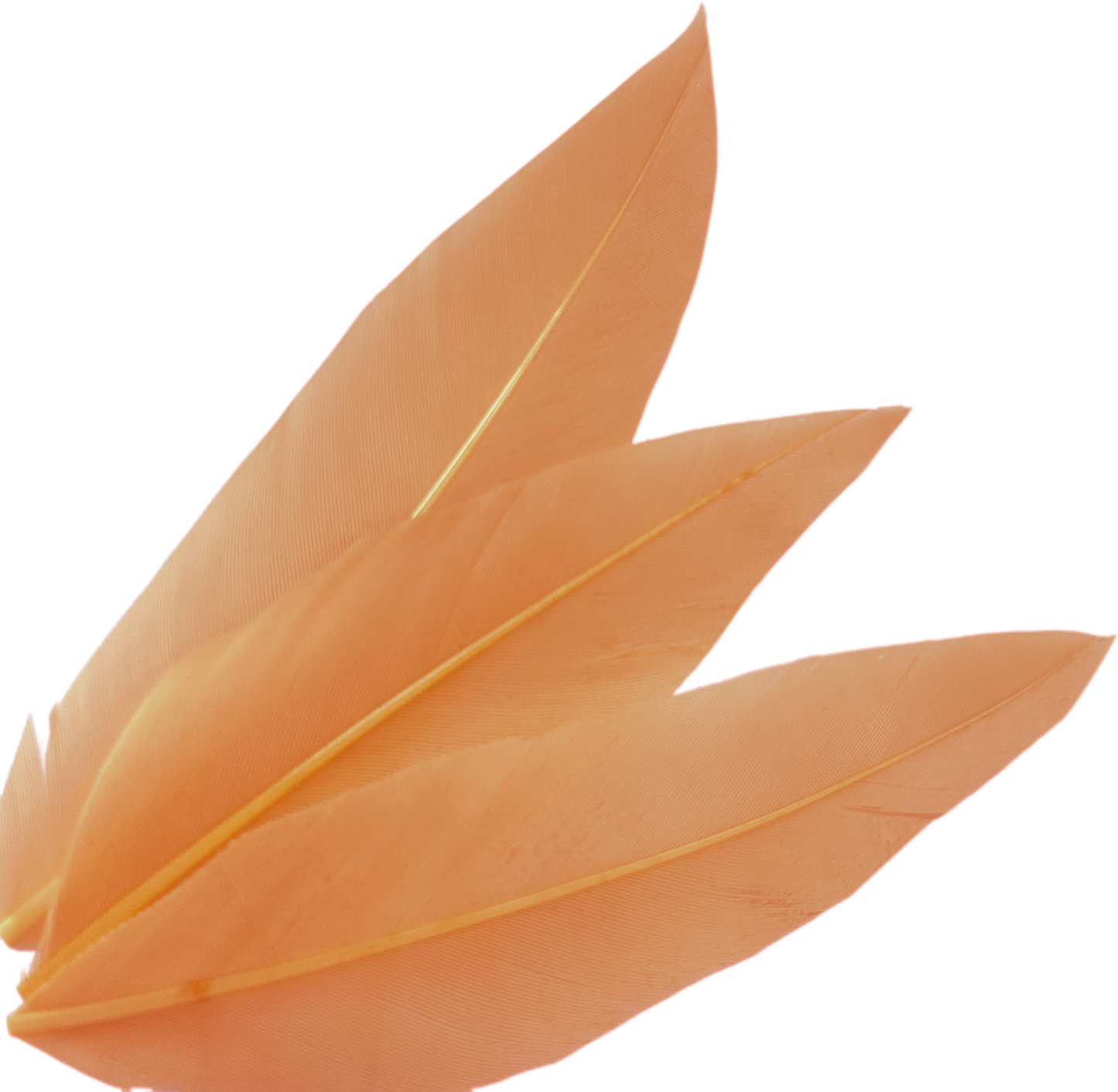 Goose and Long Trimmed Coque Feather Mount FM514