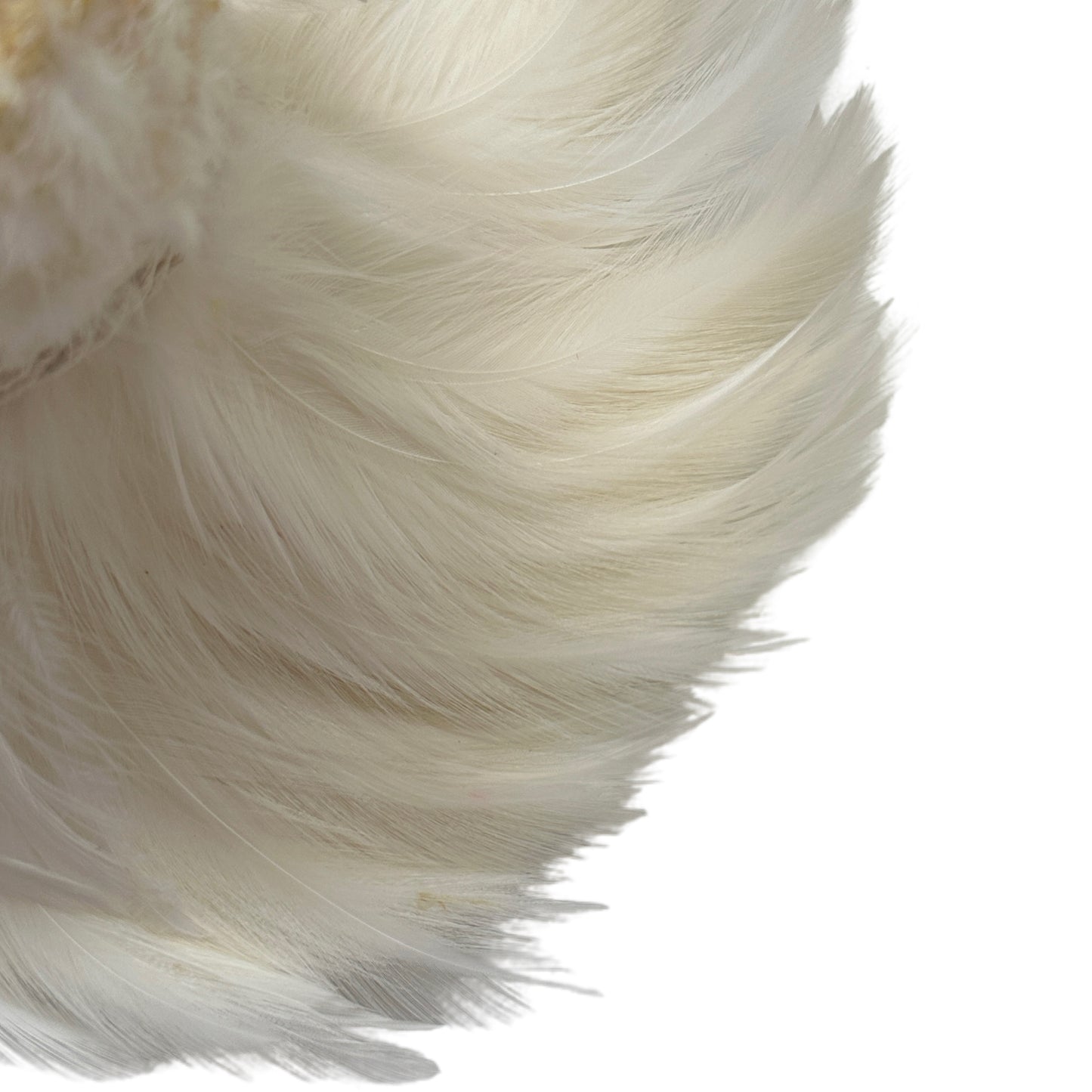Hackle Feather 100 pcs