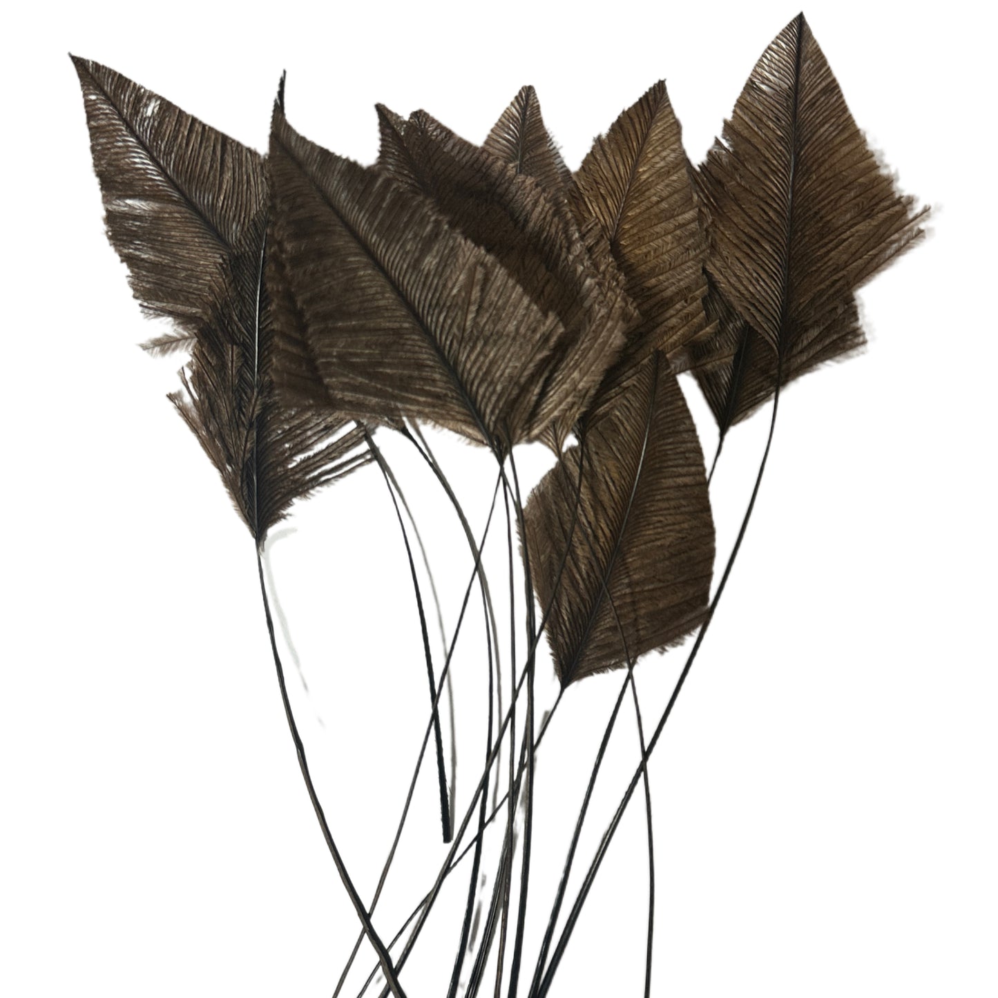 Trimmed Ostrich Feather-Pack of 2