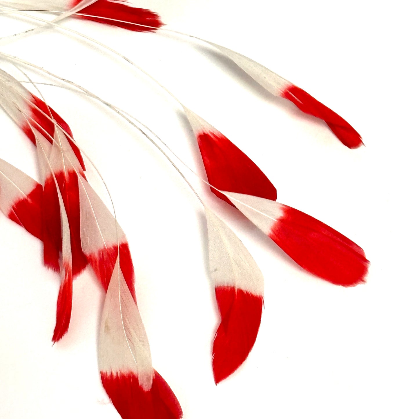 Special Two Tone Dyed Teardrop Coque Feather