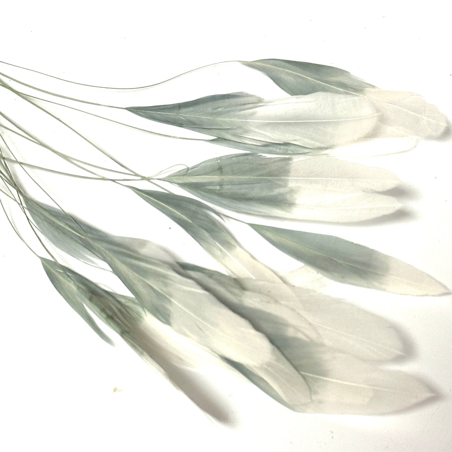 Special Two Tone Dyed Teardrop Coque Feather