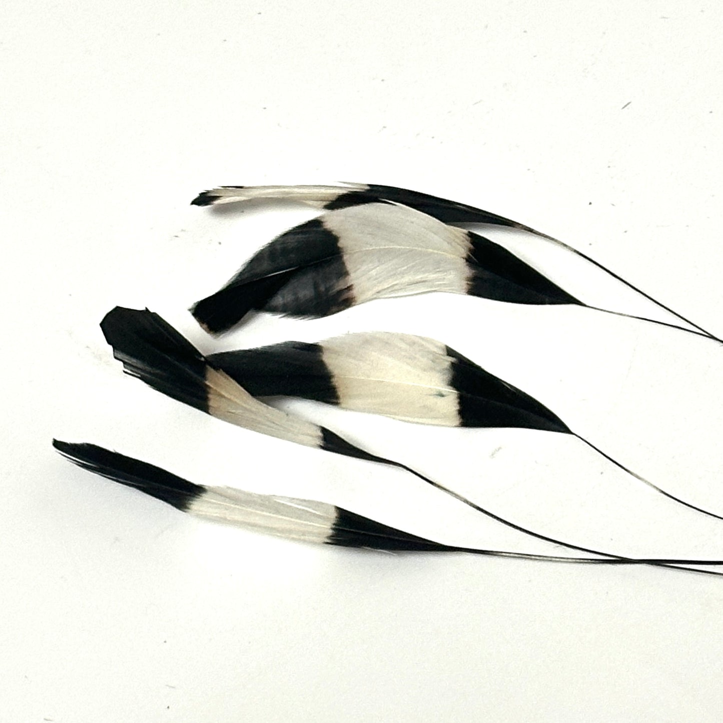 Special Two Tone Dyed Teardrop Coque Feather