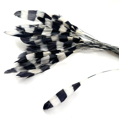 Special Two Tone Dyed Teardrop Coque Feather