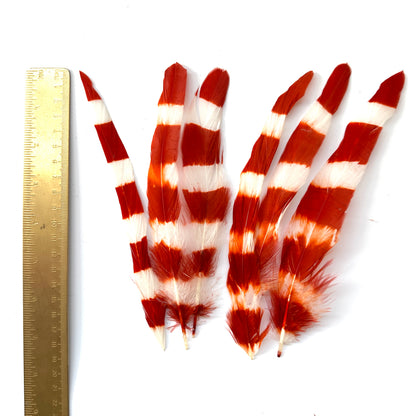 Special Two Tone Dyed Coque Feather