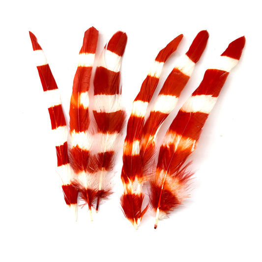 Special Two Tone Dyed Coque Feather